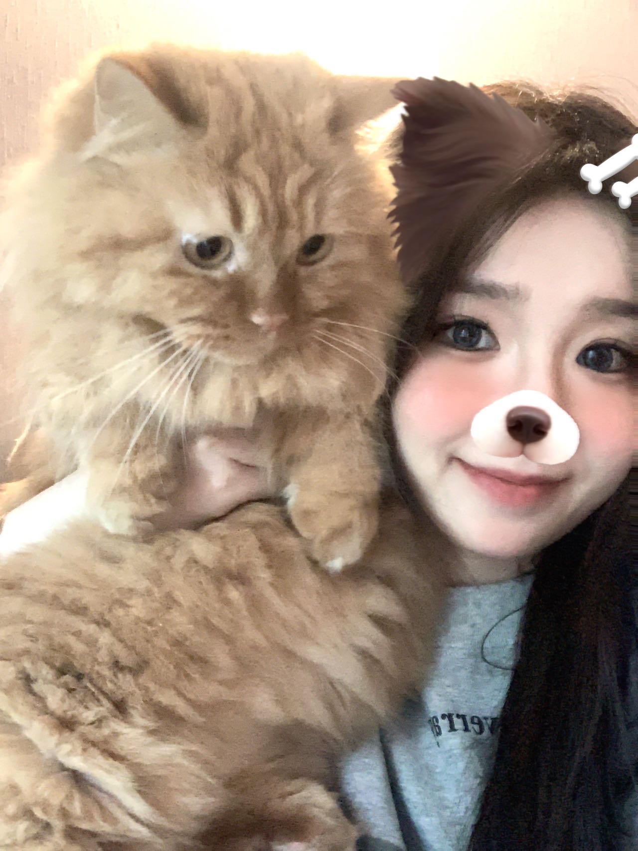 杭州拱墅区接上门喂猫 上门遛狗啦(长期) 图片 3