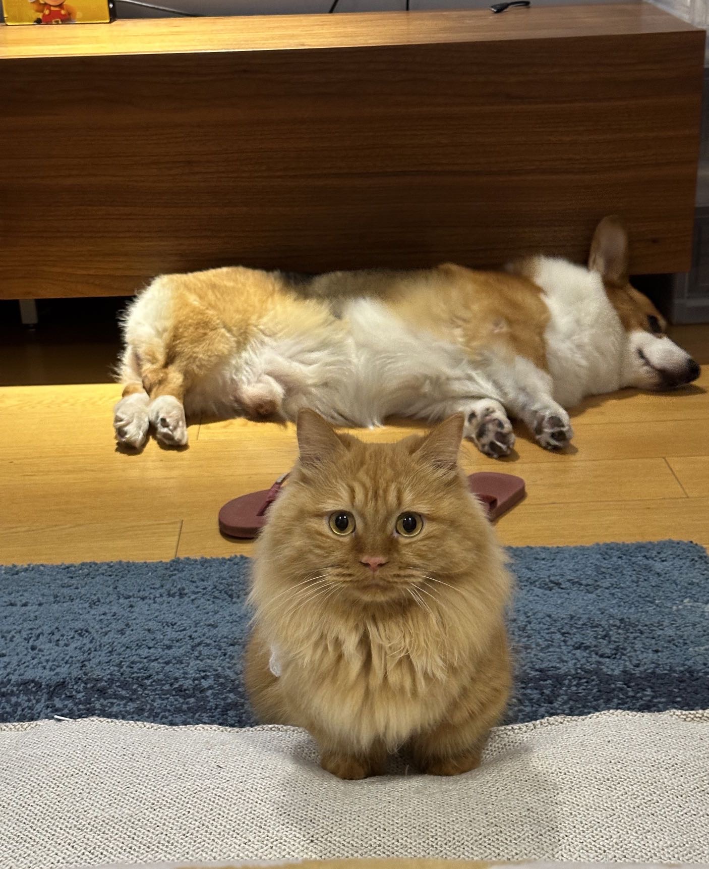 杭州拱墅区接上门喂猫 上门遛狗啦(长期) 图片 7