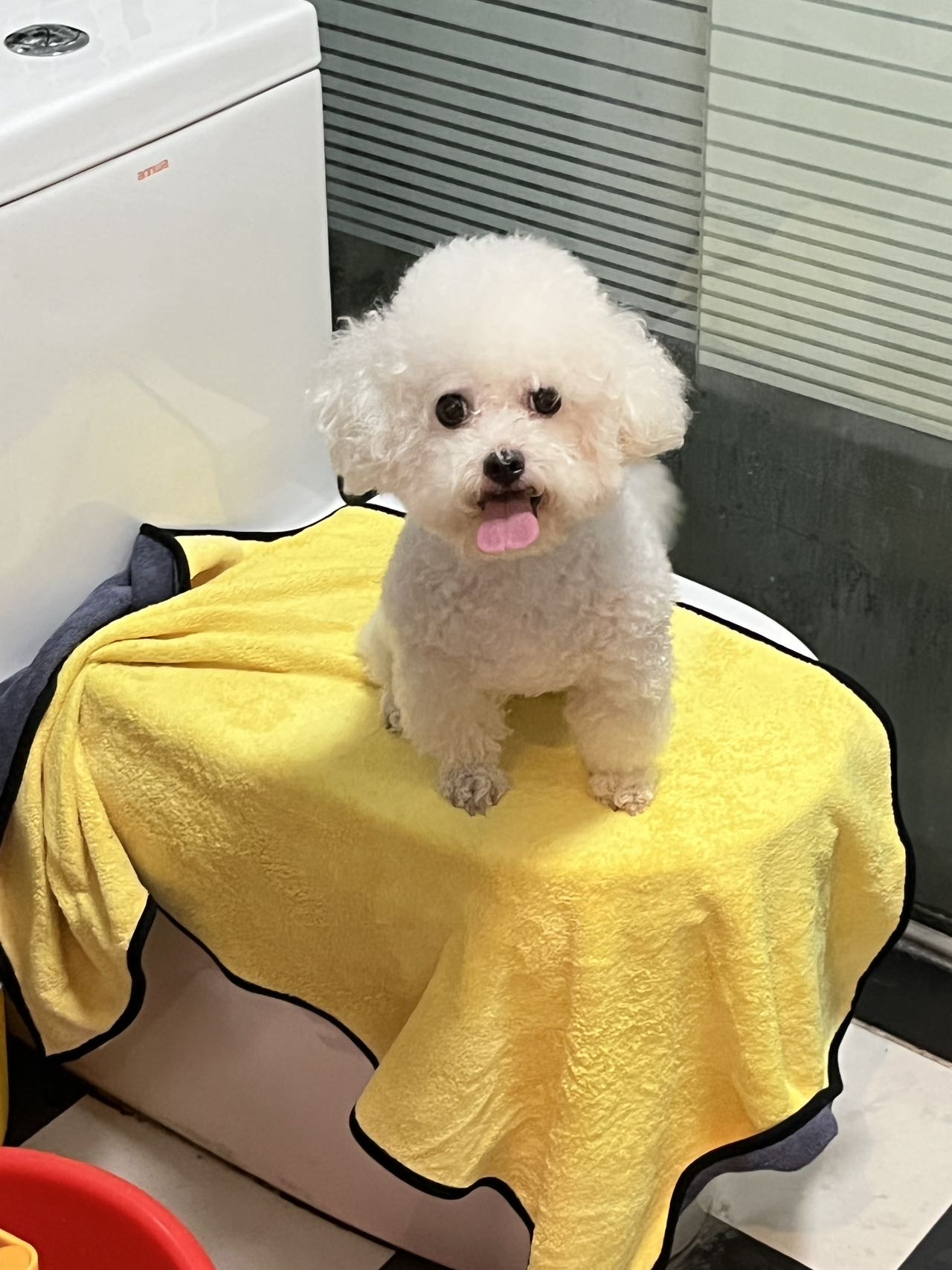 🐾宠物上门喂养&遛狗服务 图片 3