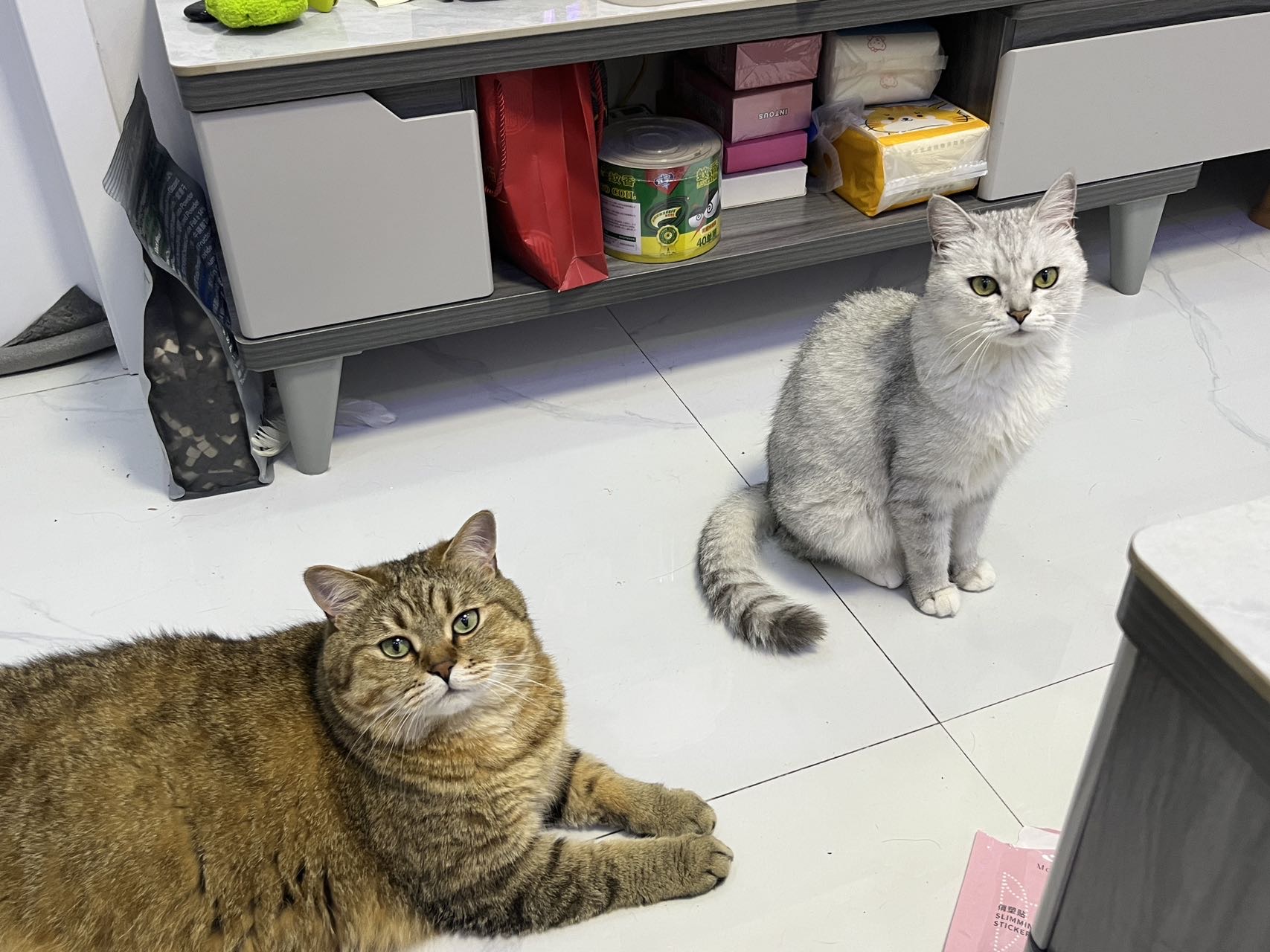 🐾宠物上门喂养&遛狗服务 图片 4