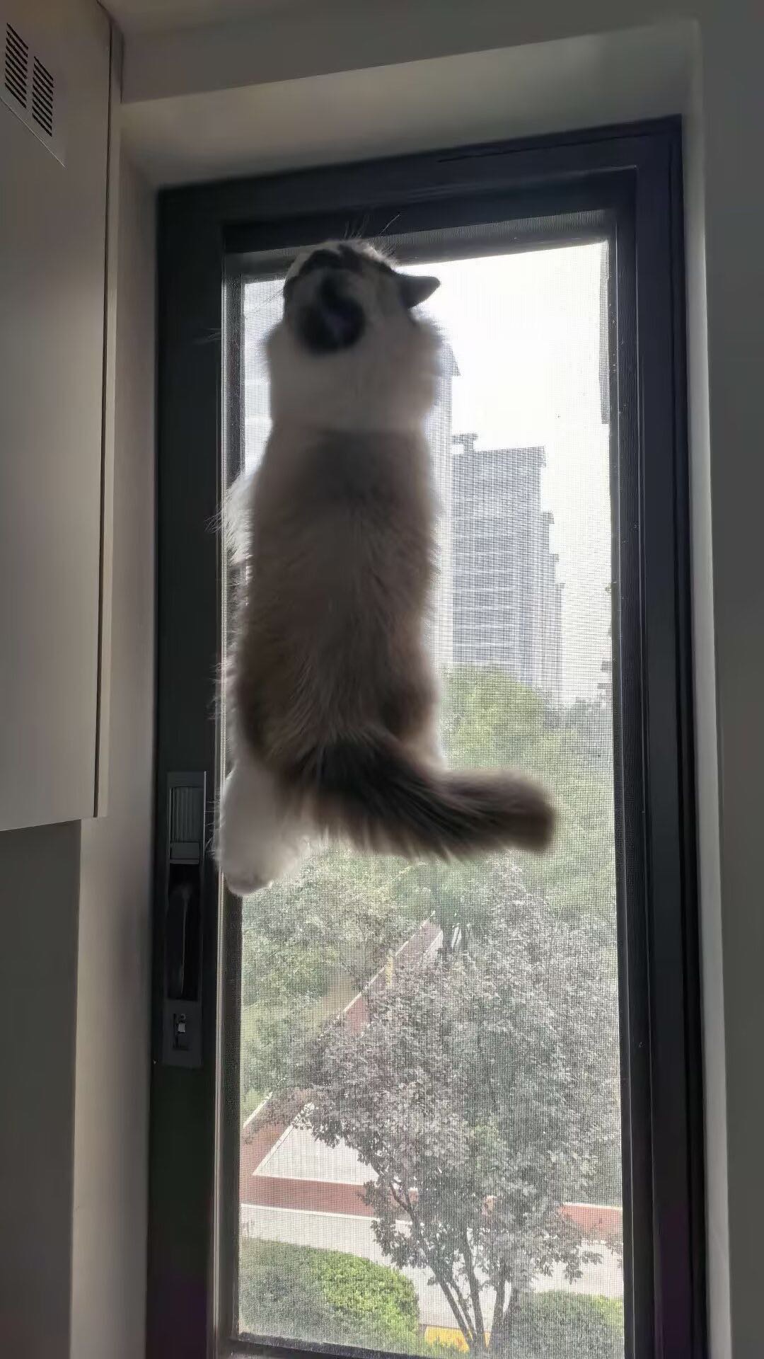 🐱杭州滨江/萧山|长期接周末节假日上门喂猫 图片 2